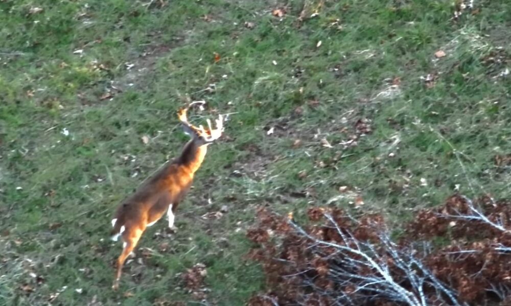 дрон DJI Matrice викрив несподіваний секрет про оленів (фото)