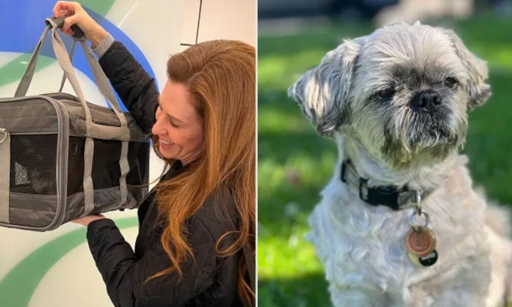 Американка клонувала померлого пса за 50 000 доларів: чому вона шкодує