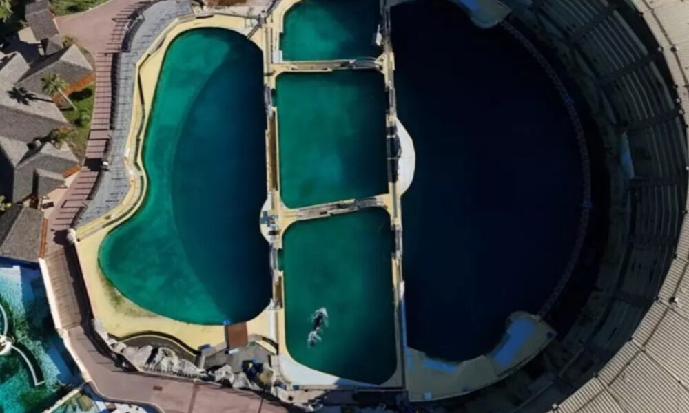 Косатки опинилися в пастці в покинутому морському парку Франції: активісти б'ють на сполох