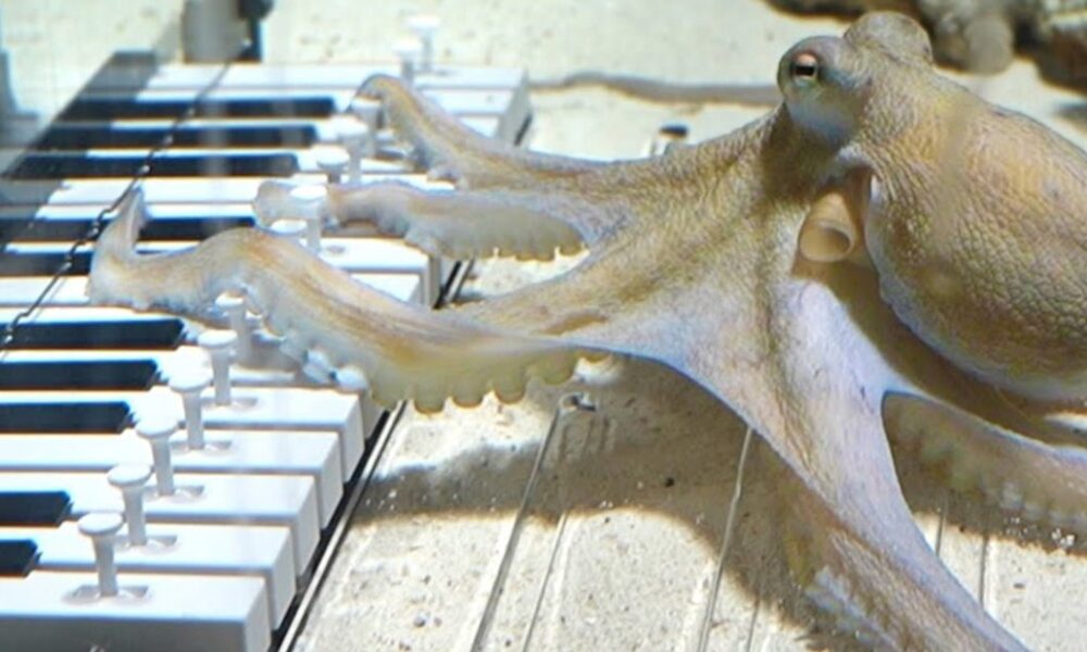 як йому це вдалося (відео)