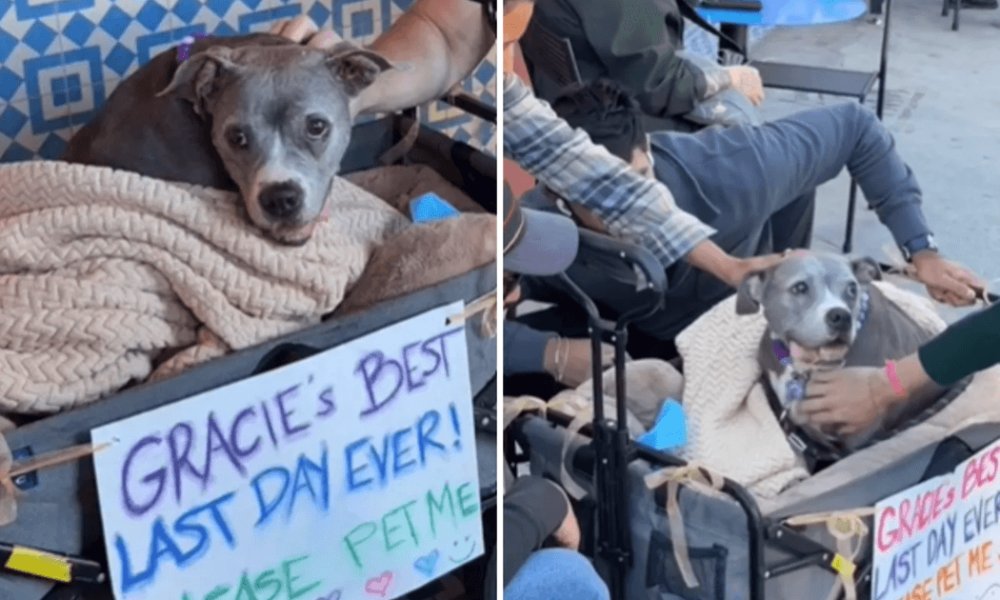 Пара подарувала вмираючому собаці його найщасливіший день: відео набрало мільйони переглядів