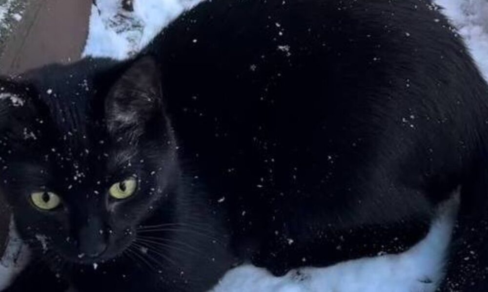 Кішка вперше побачила сніг і зробила те, чого ніхто не очікував (відео)