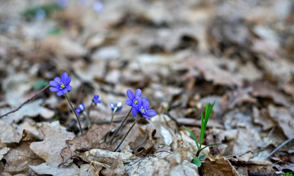 Погода у березні — очікуються морози до -13 градусів