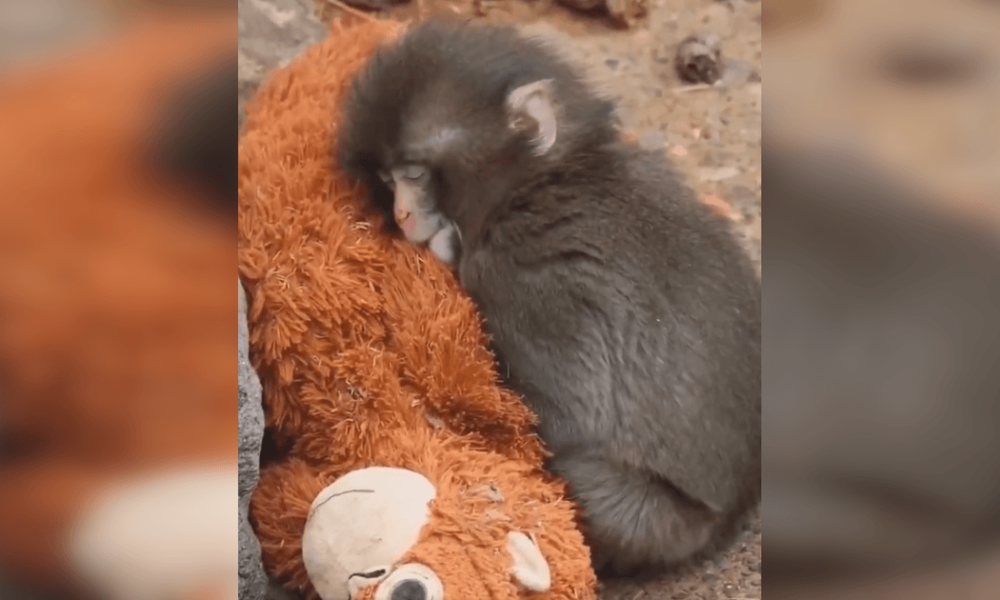 Покинута мамою мавпочка Панч знайшла друга — відео завірусилося в мережі