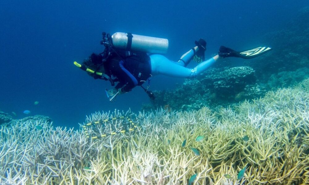 щось знищує їх останні три роки (фото)