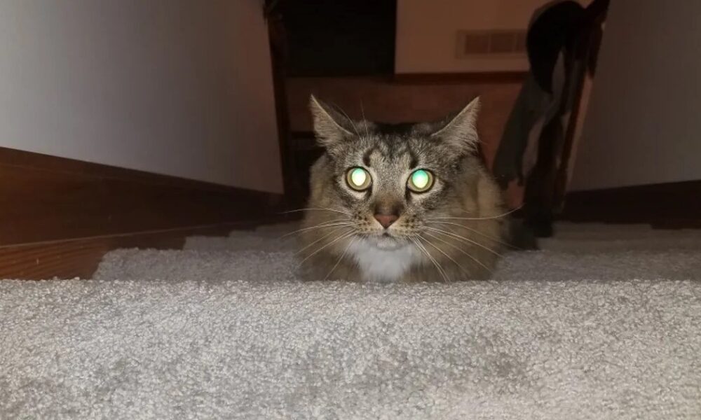 чому насправді очі котів так моторошно світяться у темряві
