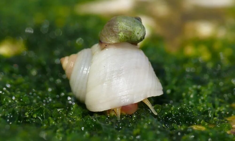 Одна з європейських країн опиниться у центрі слимакового апокаліпсису: кому готуватися