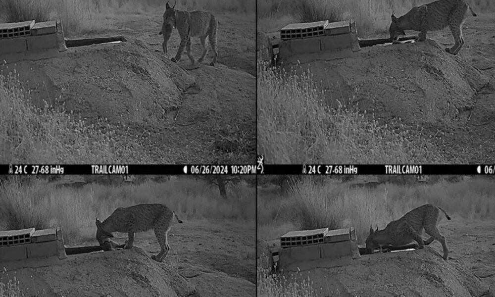 перед тим, як з'їсти здобич, рисі роблять щось дивне (фото)