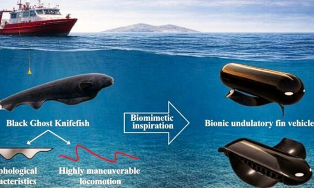 Найдивніша риба плаває не згинаючись: рухи стануть проривом у світі підводних апаратів